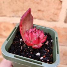 Load image into Gallery viewer, Echeveria Amestro - 66mm
