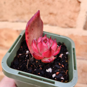 Echeveria Amestro - 66mm