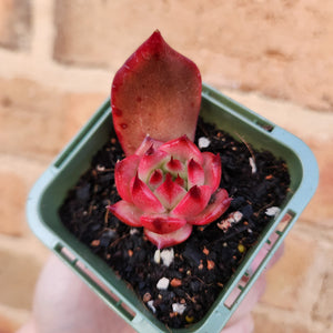 Echeveria Amestro - 66mm