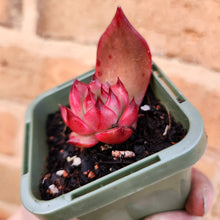 Load image into Gallery viewer, Echeveria Amestro - 66mm
