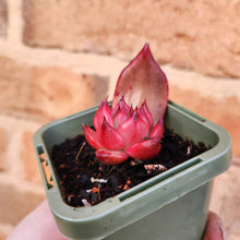 Load image into Gallery viewer, Echeveria Amestro - 66mm
