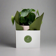 Load image into Gallery viewer, Office / Business / Company Plant Gift - Sydney Only

