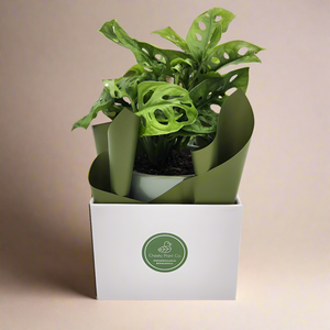 Office / Business / Company Plant Gift - Sydney Only
