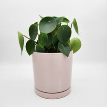 Load image into Gallery viewer, Office / Business / Company Plant Gift - Sydney Only
