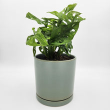Load image into Gallery viewer, Office / Business / Company Plant Gift - Sydney Only
