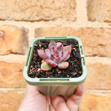Load image into Gallery viewer, Echeveria Floral Sea - 66mm
