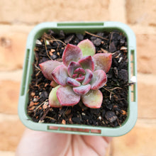 Load image into Gallery viewer, Echeveria Floral Sea - 66mm
