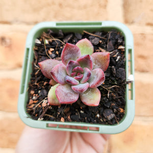 Echeveria Floral Sea - 66mm