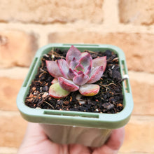 Load image into Gallery viewer, Echeveria Floral Sea - 66mm
