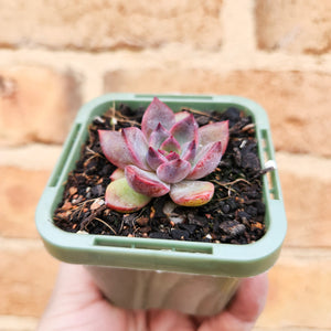 Echeveria Floral Sea - 66mm