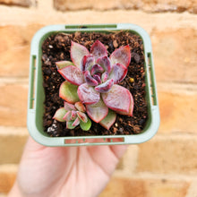 Load image into Gallery viewer, Echeveria Floral Sea - 66mm
