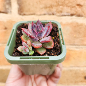 Echeveria Floral Sea - 66mm
