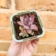 Load image into Gallery viewer, Echeveria Floral Sea - 66mm
