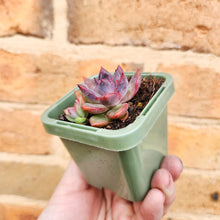 Load image into Gallery viewer, Echeveria Floral Sea - 66mm
