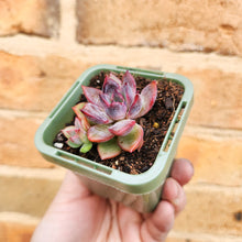 Load image into Gallery viewer, Echeveria Floral Sea - 66mm
