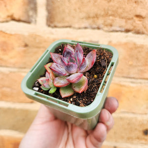 Echeveria Floral Sea - 66mm