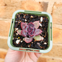 Load image into Gallery viewer, Echeveria Floral Sea - 66mm
