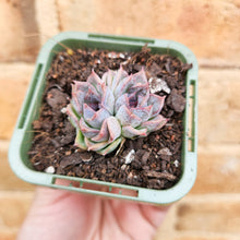 Load image into Gallery viewer, Echeveria Purple Haze - 66mm
