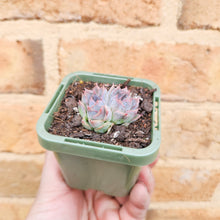 Load image into Gallery viewer, Echeveria Purple Haze - 66mm

