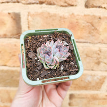 Load image into Gallery viewer, Echeveria Purple Haze - 66mm
