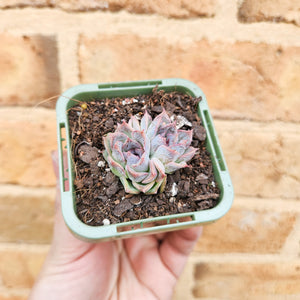 Echeveria Purple Haze - 66mm