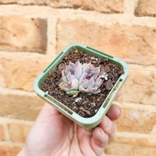 Load image into Gallery viewer, Echeveria Purple Haze - 66mm
