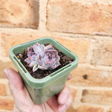 Load image into Gallery viewer, Echeveria Purple Haze - 66mm
