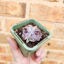 Load image into Gallery viewer, Echeveria Purple Haze - 66mm
