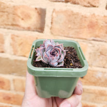 Load image into Gallery viewer, Echeveria Purple Haze - 66mm
