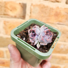 Load image into Gallery viewer, Echeveria Purple Haze - 66mm
