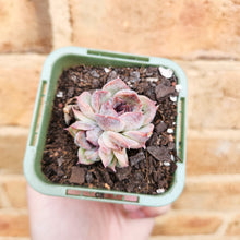 Load image into Gallery viewer, Echeveria Purple Haze - 66mm
