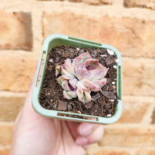 Load image into Gallery viewer, Echeveria Purple Haze - 66mm
