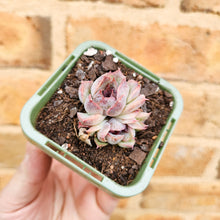Load image into Gallery viewer, Echeveria Purple Haze - 66mm
