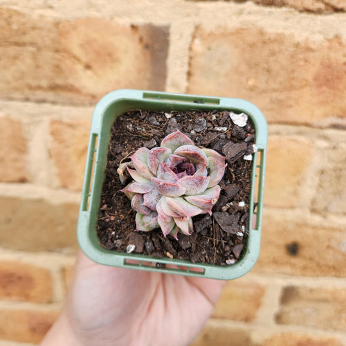 Echeveria Purple Haze - 66mm