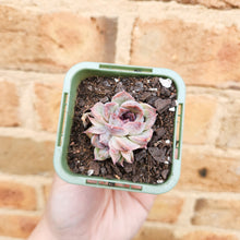 Load image into Gallery viewer, Echeveria Purple Haze - 66mm
