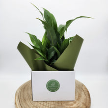 Load image into Gallery viewer, Sympathy Peace Lily - Better than Flowers - Sydney Only
