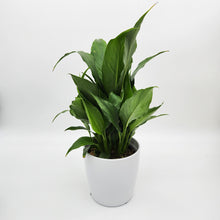 Load image into Gallery viewer, Sympathy Peace Lily - Better than Flowers - Sydney Only
