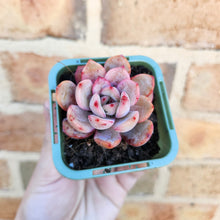 Load image into Gallery viewer, Echeveria Glam Pink - 66mm
