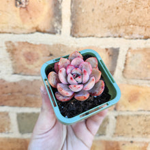Load image into Gallery viewer, Echeveria Glam Pink - 66mm
