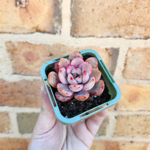 Echeveria Glam Pink - 66mm