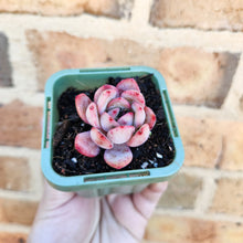 Load image into Gallery viewer, Echeveria Glam Pink - 66mm
