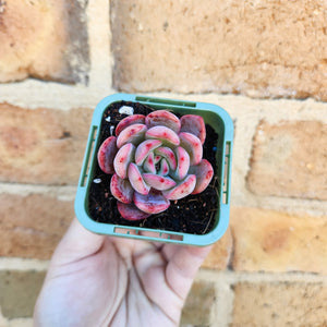 Echeveria Glam Pink - 66mm