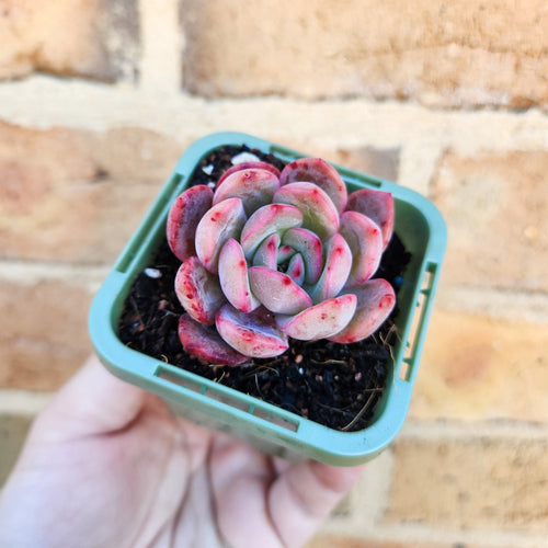 Echeveria Glam Pink - 66mm