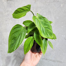 Load image into Gallery viewer, Philodendron Fuzzy Petiole - 100mm
