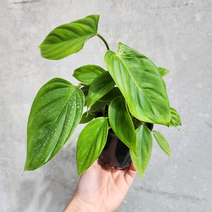 Philodendron Fuzzy Petiole - 100mm