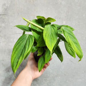 Philodendron Fuzzy Petiole - 100mm