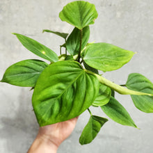 Load image into Gallery viewer, Philodendron Fuzzy Petiole - 100mm
