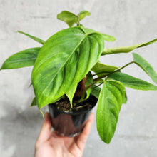 Load image into Gallery viewer, Philodendron Fuzzy Petiole - 100mm
