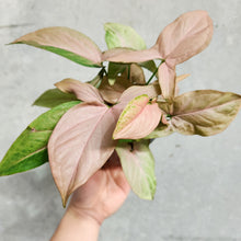 Load image into Gallery viewer, Syngonium Pink Heart - 100mm
