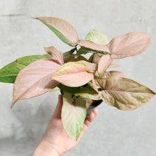 Load image into Gallery viewer, Syngonium Pink Heart - 100mm
